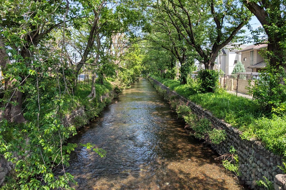 新家橋から玉川上水