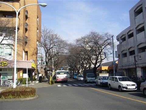 矢川通り写真画像