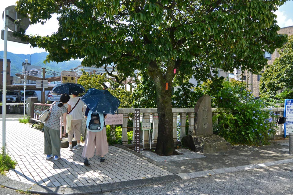 あたみ桜基準木