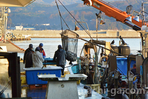 氷見漁港魚市場の水揚げ