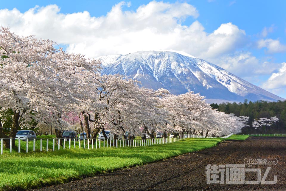小岩井農場の県道桜並木