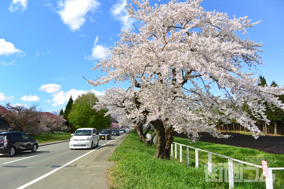 小岩井農場の県道桜並木