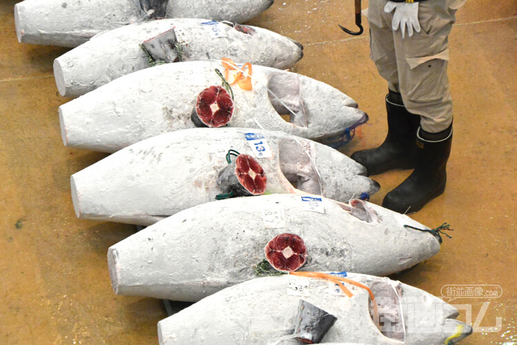 三崎魚市場でマグロは買えない