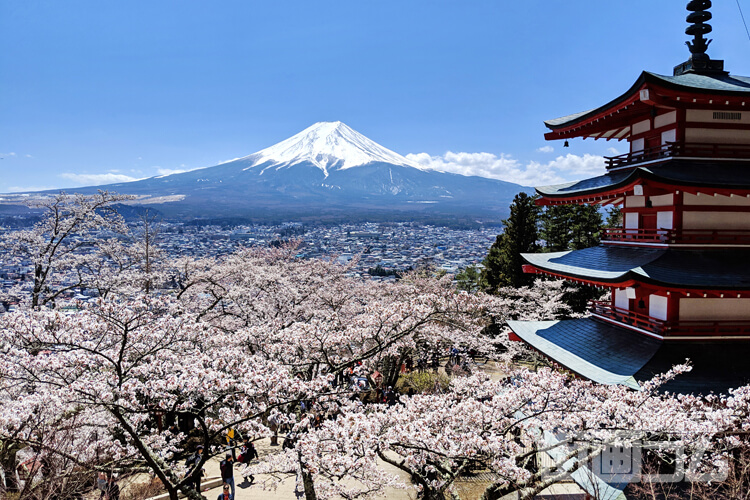 富士山＋五重塔＋桜の絶景！「新倉山浅間公園」展望台までの所要時間