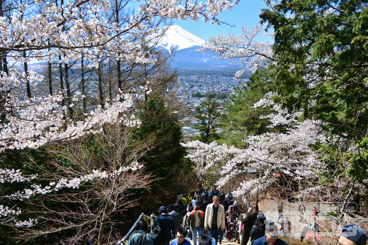 咲くや姫階段から富士山