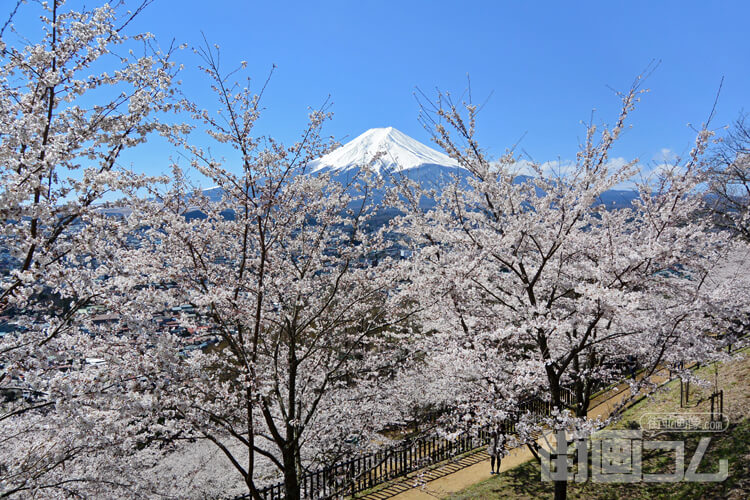 行列から富士山と桜