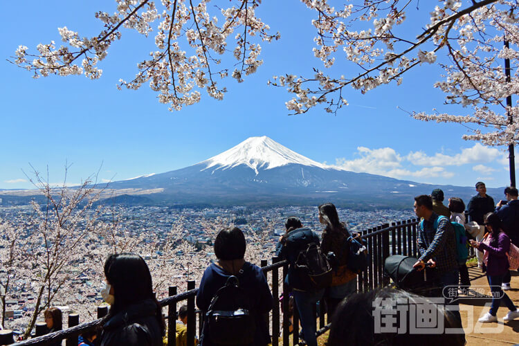 行列から桜と富士のコラボ