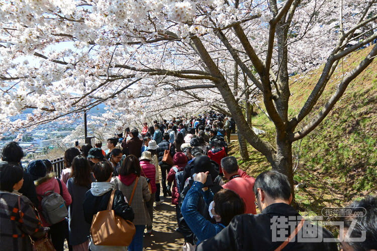 行列と桜のトンネル