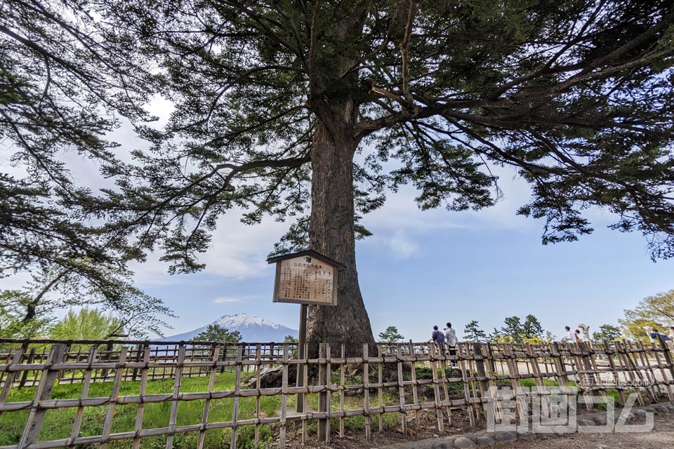 弘前城内の御神木「ウラジロモミ」
