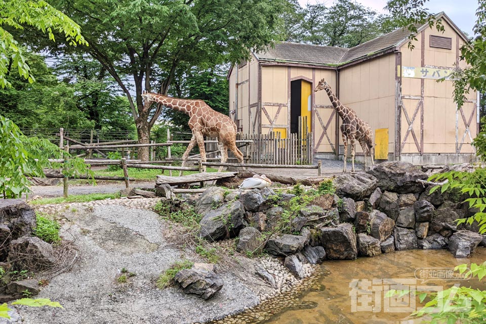 羽村市動物公園「サバンナ園」のキリン