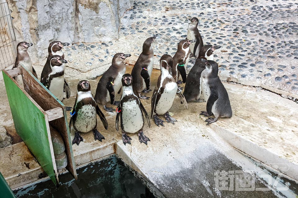 羽村市動物公園「ペンギンエリア」